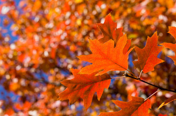 red maple leaves