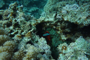 Fototapeta na wymiar 珊瑚礁に隠れるクマノミ