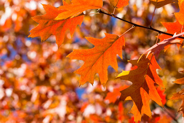 Autumn leaves. Colorful foliage in the park. Fall season concept. maple leaves with blurry blue background.