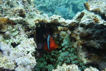 Fototapeta na wymiar 珊瑚礁に隠れるクマノミ