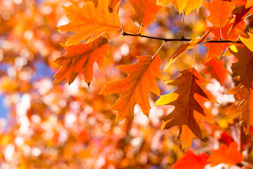 Autumn leaves. Colorful foliage in the park. Fall season concept. maple leaves with blurry blue background.