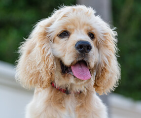 cocker spaniel ingles