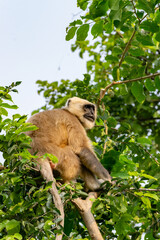 Adorable monkey in close proximity to the cities and among the people
