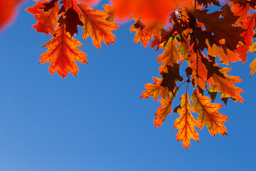 Autumn leaves. Colorful foliage in the park. Fall season concept. maple leaves with blurry blue background.