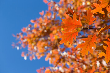 Naklejka na ściany i meble autumn leaves against sky