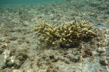 鳩間島のサンゴ礁