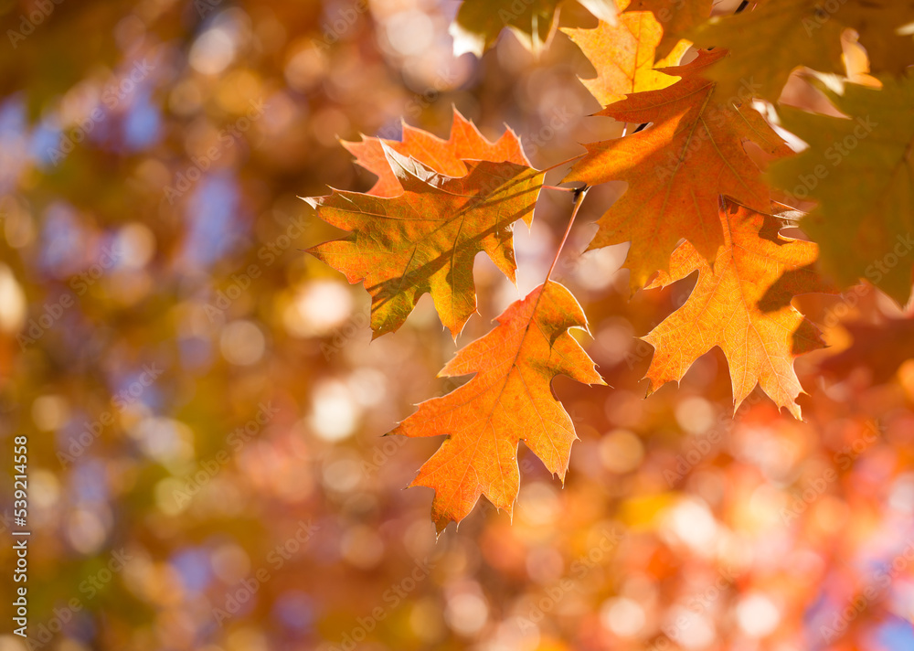 Sticker autumn maple leaves