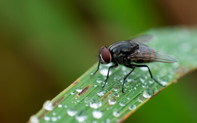 flies perched on leaves with raindrops or dew. close-up pictures or macro insects in nature