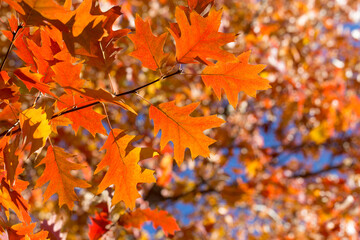 Autumn leaves. Colorful foliage in the park. Fall season concept. maple leaves with blurry blue background.