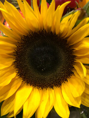 Obraz premium Sunflower Petals