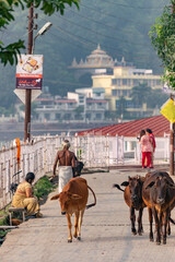 Naklejka premium Sacred animal coexisting among city people in India