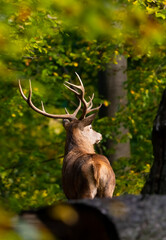 The red deer (Cervus elaphus) is one of the largest deer species. Portrait of a male red deer (stag...