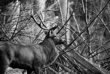 Red Deer Stag (Cervus elaphus) with big antlers is a majestic mammal in a natural reserve near...