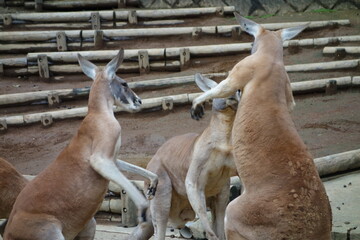 カンガルーの喧嘩