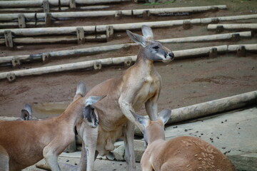 カンガルーの喧嘩