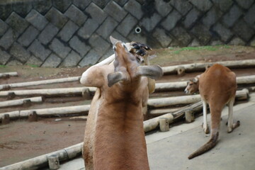 カンガルーの喧嘩