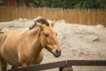 Beautiful horse in the pasture.  Horses in a paddock at the farm