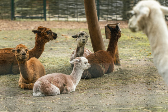 Lama Animal Lama Animal