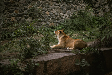Big lioness having a rest among the green trees in a zoo. Big wild cat in captivity