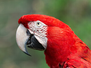 Obraz premium Guacamayo rojo