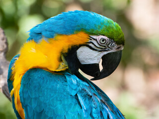 Guacamayo