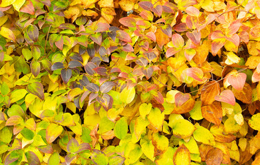 Clematis flower leaf pattern in autumn coloring frontal view