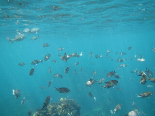 Fototapeta na wymiar ヒリゾ海岸の魚たち