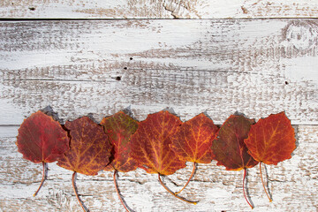 deski i liście 3 background © MiriamArt Studio