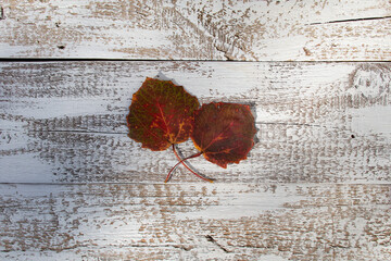 deski i liście 4 background © MiriamArt Studio