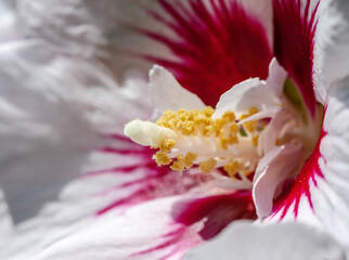 Fototapeta na wymiar Macro of a hibiscus pistil