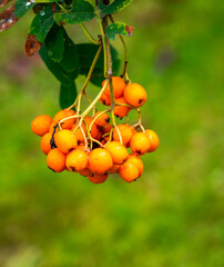 Rowan berries on a mountain ash tree