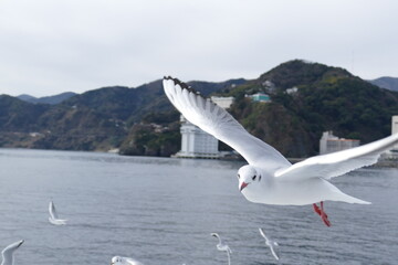 空飛ぶカモメたち