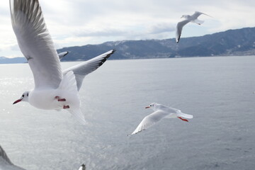 空飛ぶカモメたち