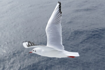 空飛ぶカモメたち