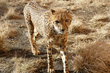 優雅なチーター