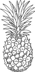 Pineapple sketch. Tropical fresh fruit in hand drawn style