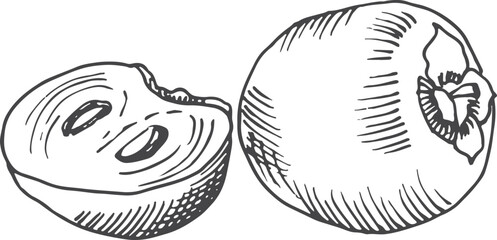 Persimmon sketch. Whole fruit and half cut drawing