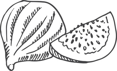 Sweet fig sketch. Whole fruit and slice drawing