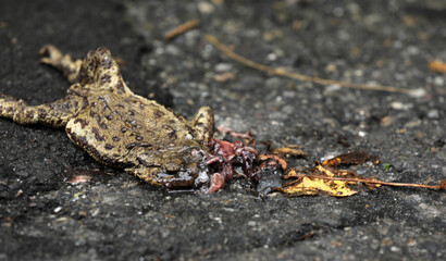 Dead roadkill toad on a road