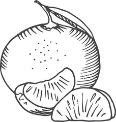 Tangerine sketch. Sweet citrus. Fresh ripe fruit