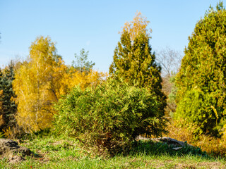 Small ball-shaped thuja with park in the background