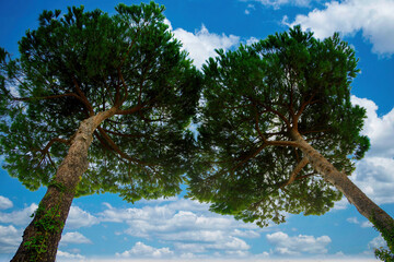 Panoramic from the bottom up of two maritime pines in Maremma Bolgheri Tuscany Italy