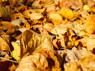 Autumn's golden fallen leaves are scattered