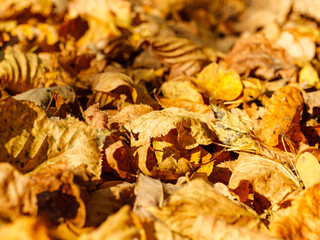 Autumn's fallen leaves are scattered as background