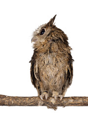 Cute brown Indian Scops owl aka Otus bakkamoena, sitting on branch. Looking side ways away from camera. Isolated on a white background. Ears up.