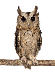 Cute brown Indian Scops owl aka Otus bakkamoena, sitting on branch. Looking straight to camera. Isolated on a white background. Ears up.