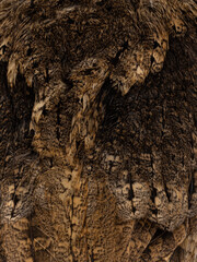 Full frame shot of feathers from an Indian Scops owl aka Otus bakkamoena on the back side.