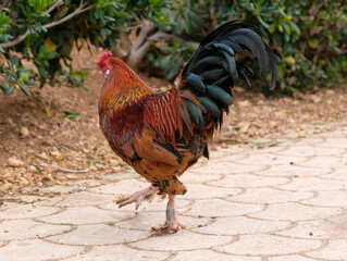 Beautiful Colorful roosters of domestic hens in a small backyard farm in the countryside. The rooster drinks water from a puddle.