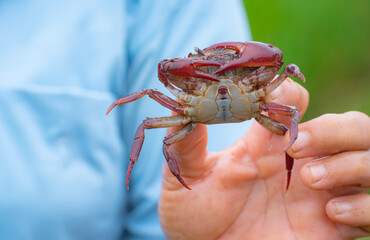 A large crab was held in the hands of a female farmer. Crab is a pest that eats rice plants in the fields. Farmers like to catch them for cooking such as grilling.