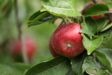 Apples Apple harvest in South Tyrol